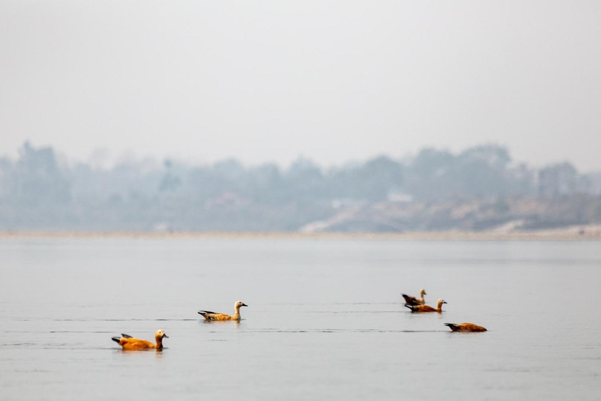 Sanctuary Chitwan National Park Bagian luar foto