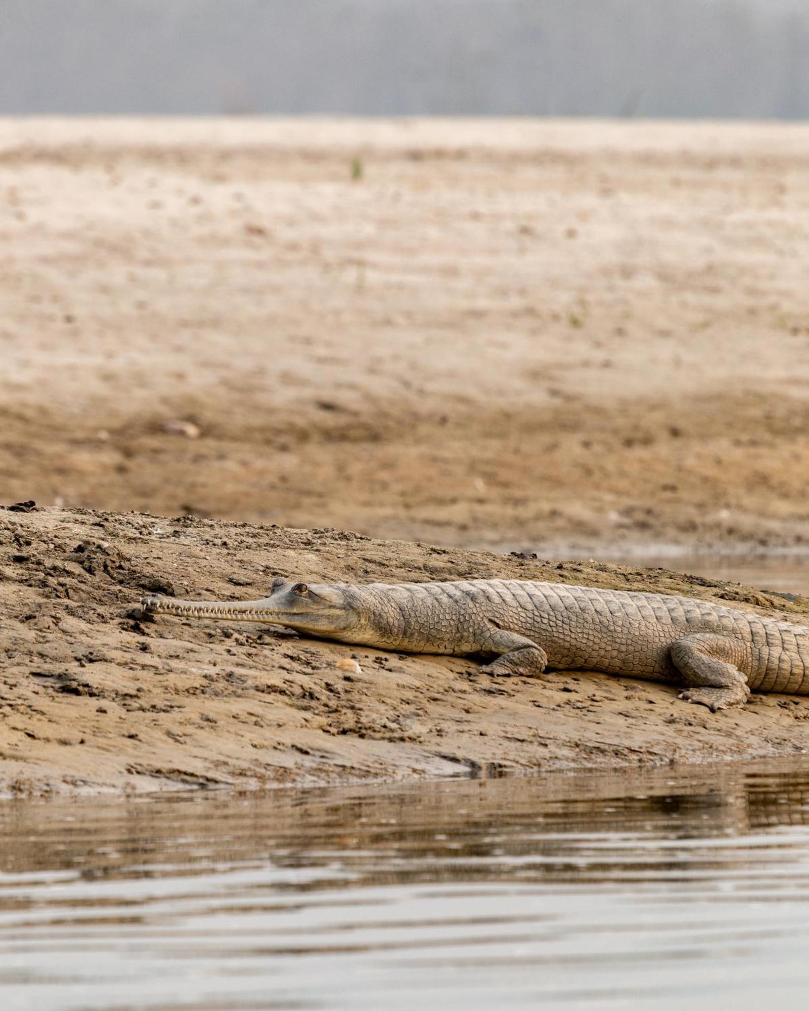Sanctuary Chitwan National Park Bagian luar foto