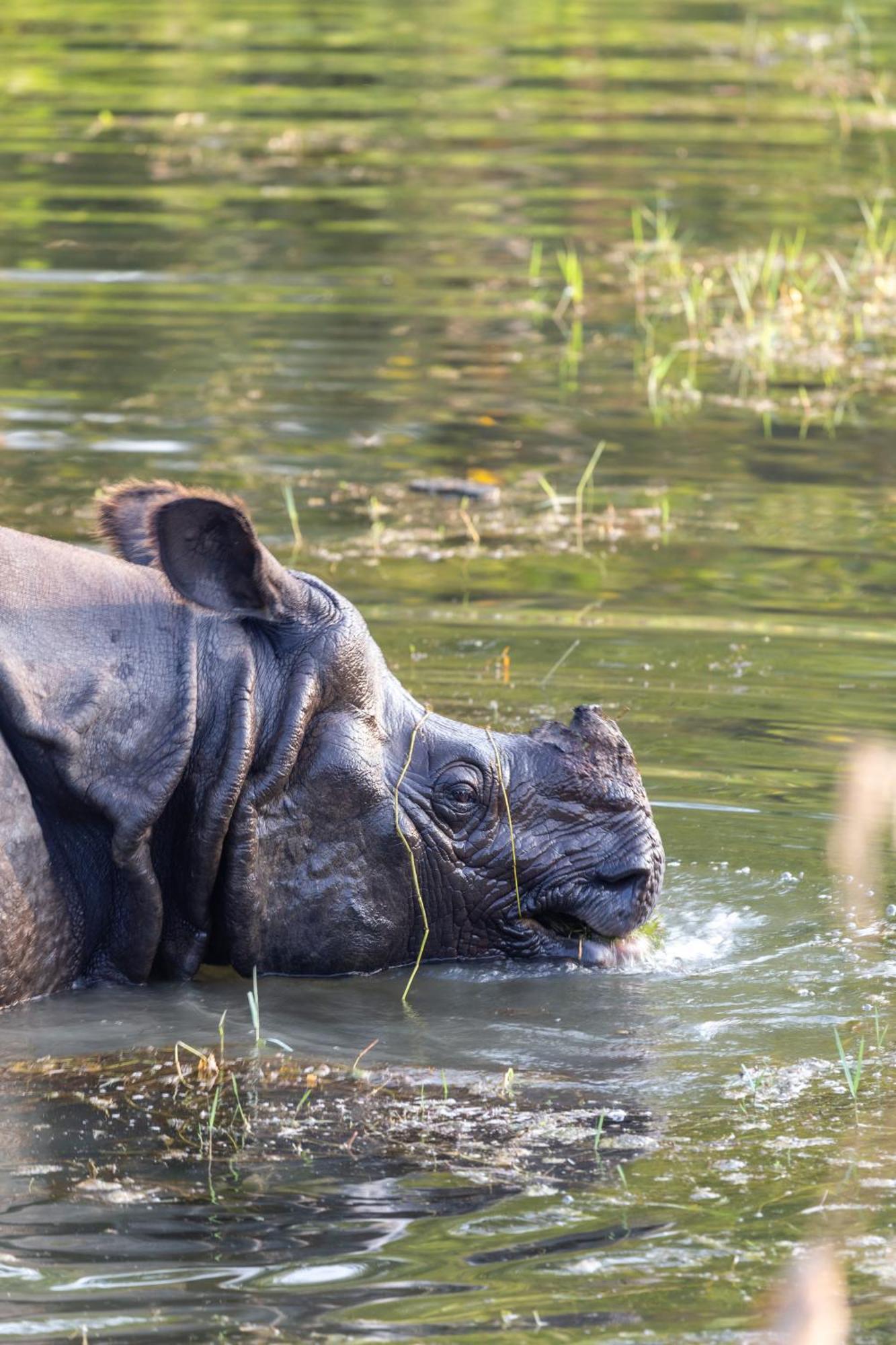 Sanctuary Chitwan National Park Bagian luar foto