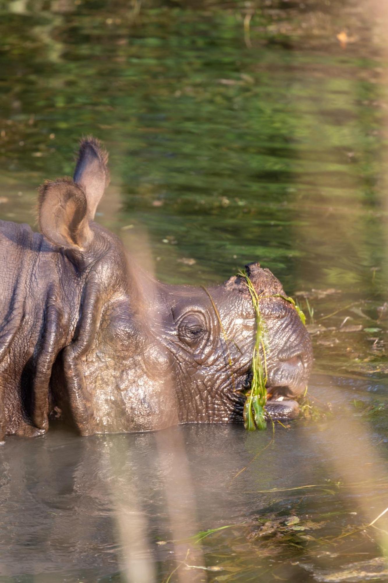 Sanctuary Chitwan National Park Bagian luar foto
