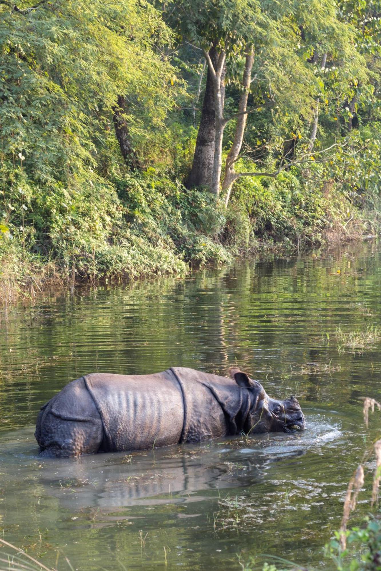 Sanctuary Chitwan National Park Bagian luar foto