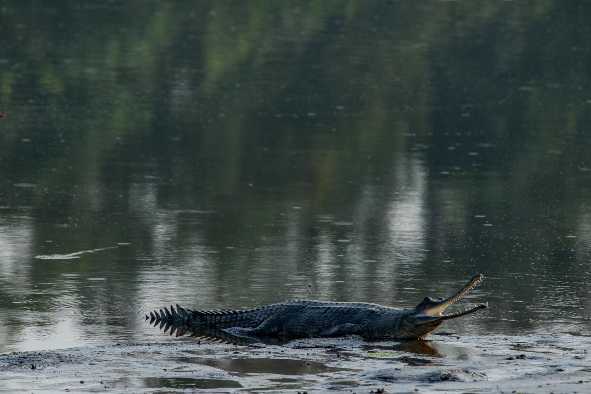 Sanctuary Chitwan National Park Bagian luar foto