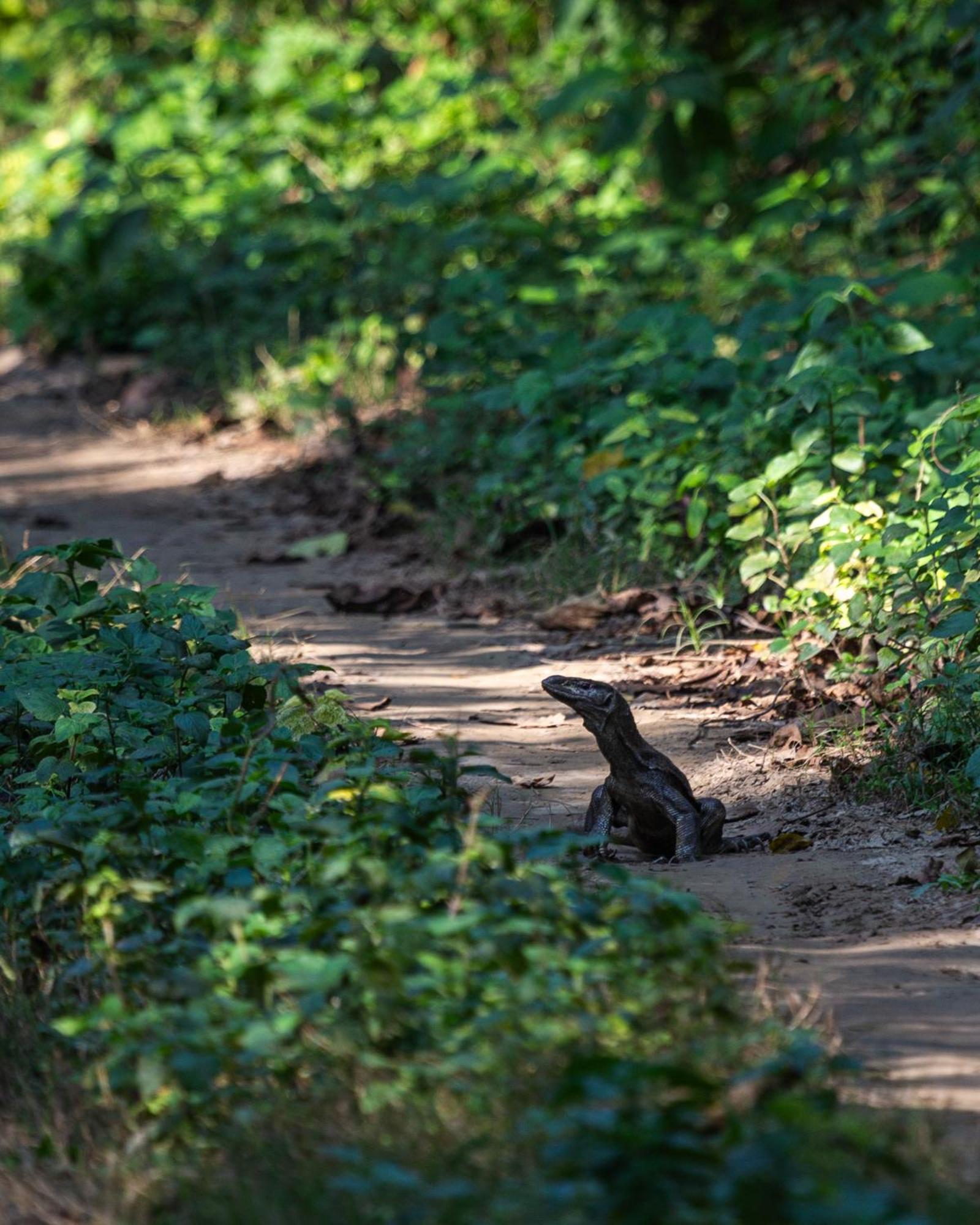 Sanctuary Chitwan National Park Bagian luar foto